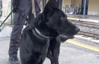 "Fancy" scova droga alla stazione di Porto San Giorgio e in un bar